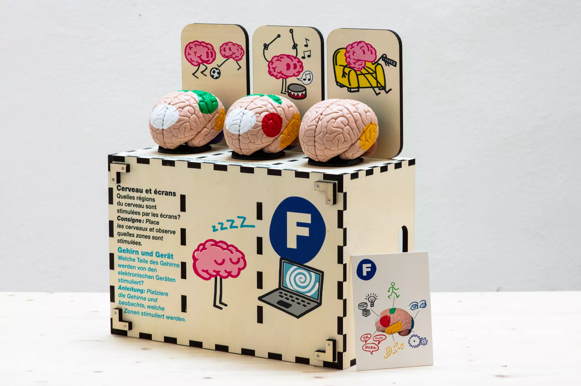 Caisse en bois avec 3 cerveaux dont les aires sont colorées selon les activités qu'ils sont en train de réaliser